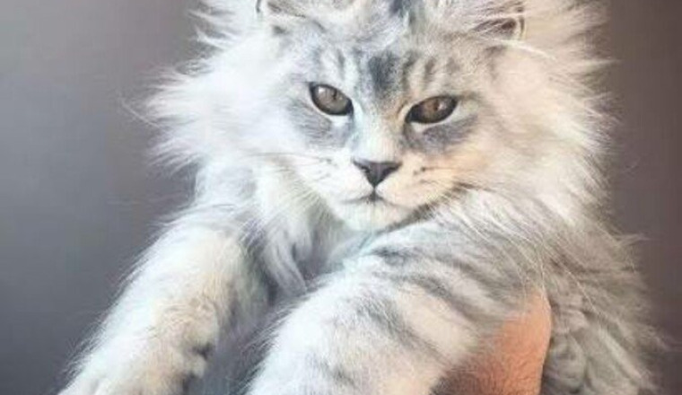 Nos amis les animaux