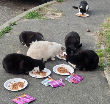 Besoin urgent pour les 23 chats de l'hopital