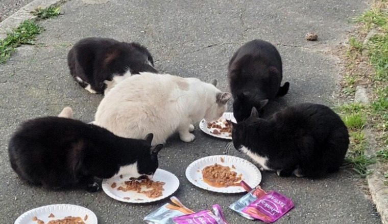 Besoin urgent pour les 23 chats de l'hopital