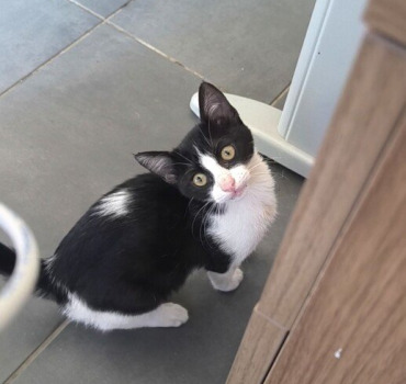 Sauvetage de Mimi , chaton errant