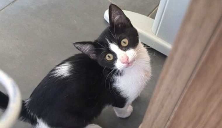 Sauvetage de Mimi , chaton errant
