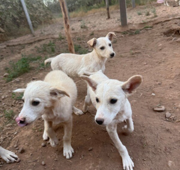 MYLASTCHANCEANIMALS