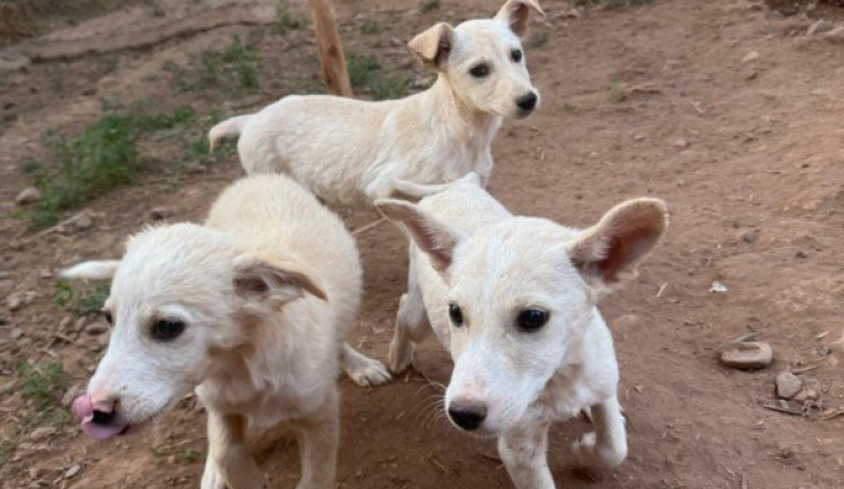 MYLASTCHANCEANIMALS