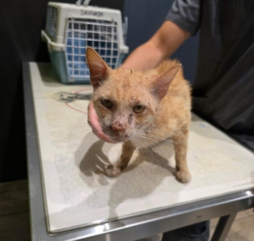 Solidarité chat roux