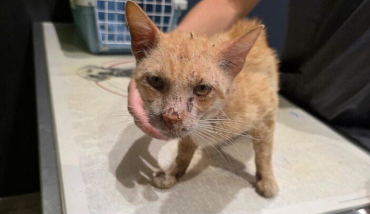 Solidarité chat roux