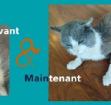 PAPY Cat - sauvetage d'un chat cachectique