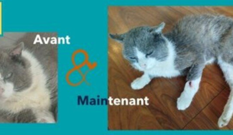 PAPY Cat - sauvetage d'un chat cachectique