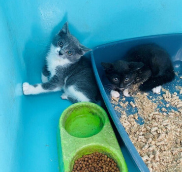 LES CHATS A L' EUTHANASIE  REUNION