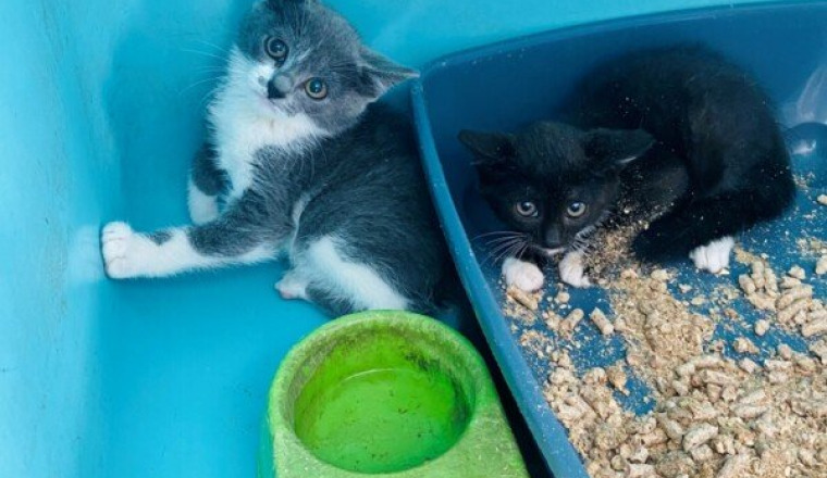 LES CHATS A L' EUTHANASIE  REUNION
