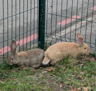 Des soins pour les lapins de Pierre Danaux
