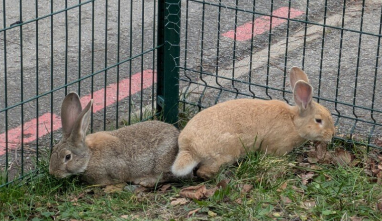 Des soins pour les lapins de Pierre Danaux