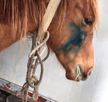 Sauver Girole et son poulain