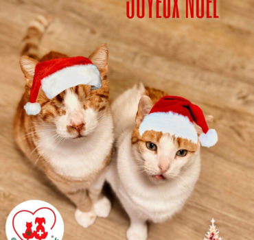 PetSwissMaroc Noël des Animaux