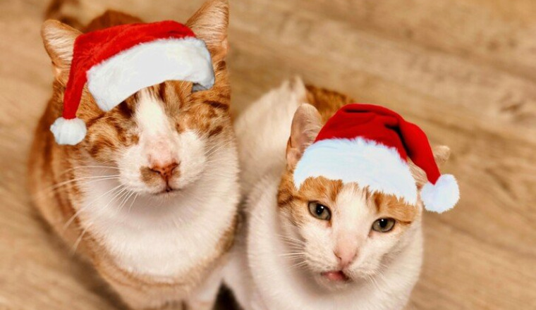 PetSwissMaroc Noël des Animaux