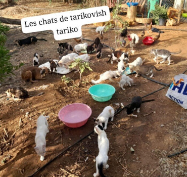 Aide au refuge des Tarikochats