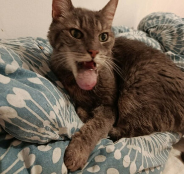 Sauvons Minouch