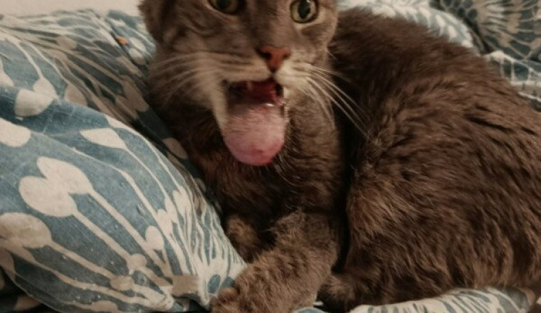 Sauvons Minouch