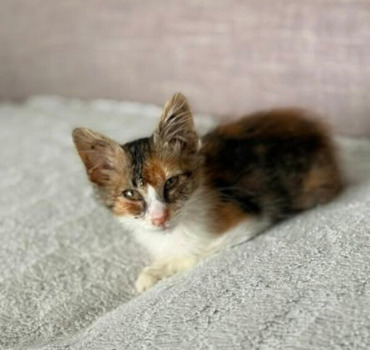 AIDE POUR LES CHATS EN PENSION
