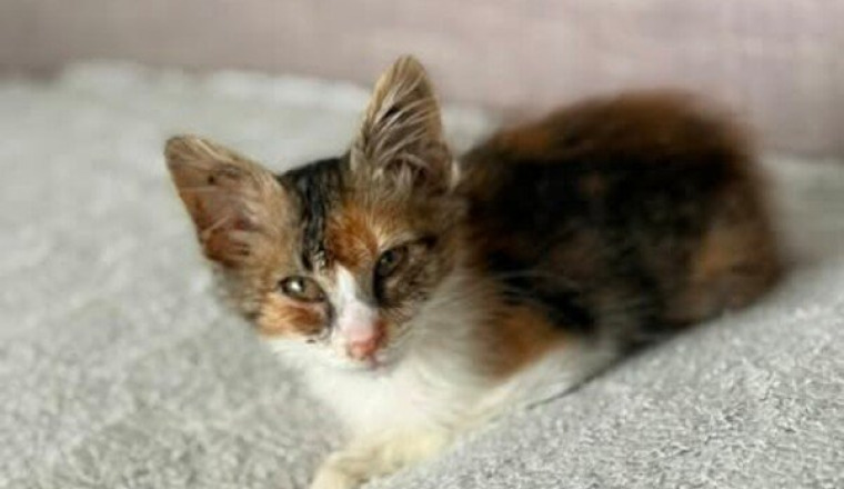 AIDE POUR LES CHATS EN PENSION
