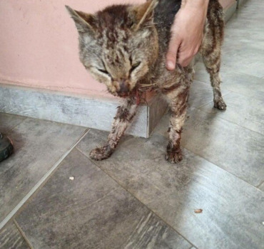 CHAT MOURANT -REUNION-
