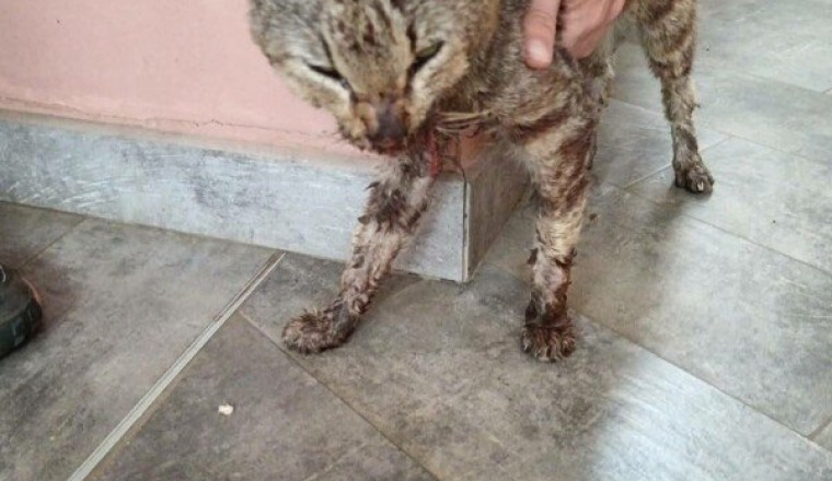 CHAT MOURANT -REUNION-