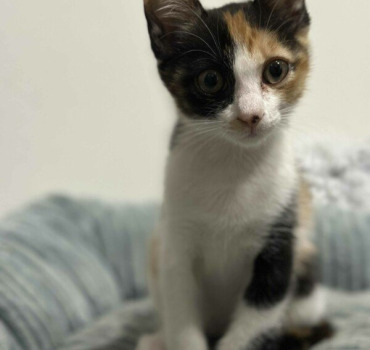 Nourriture chaton