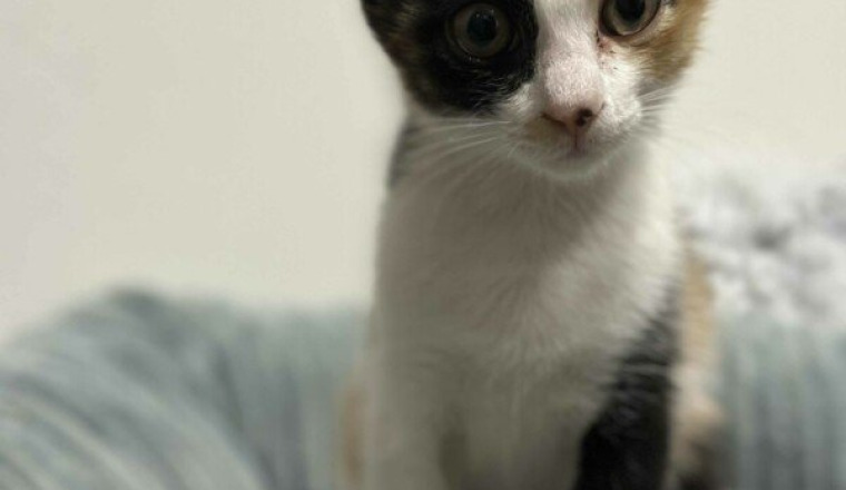 Nourriture chaton