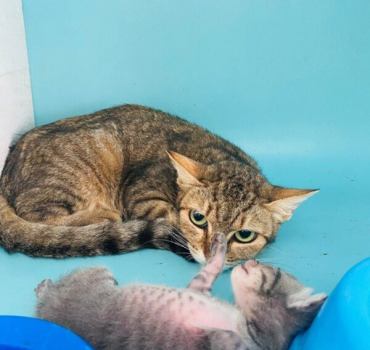 SAUVER LES CHATS ET LES CHIENS  EN FOURRIERE