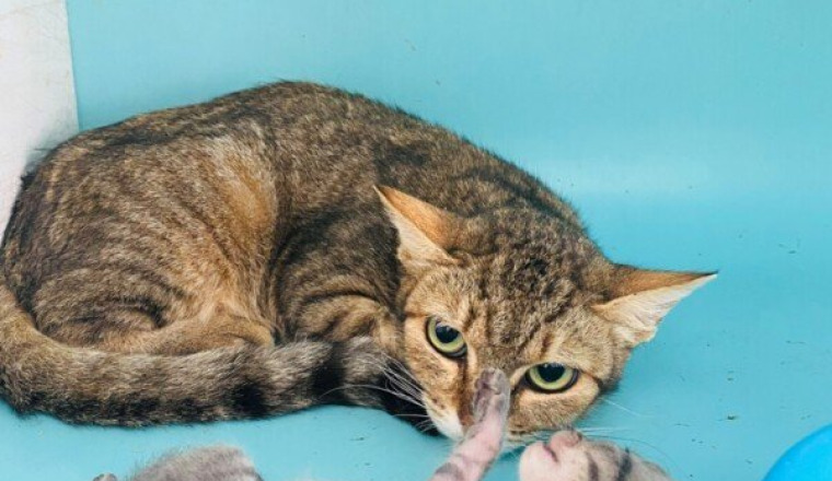 SAUVER LES CHATS ET LES CHIENS  EN FOURRIERE
