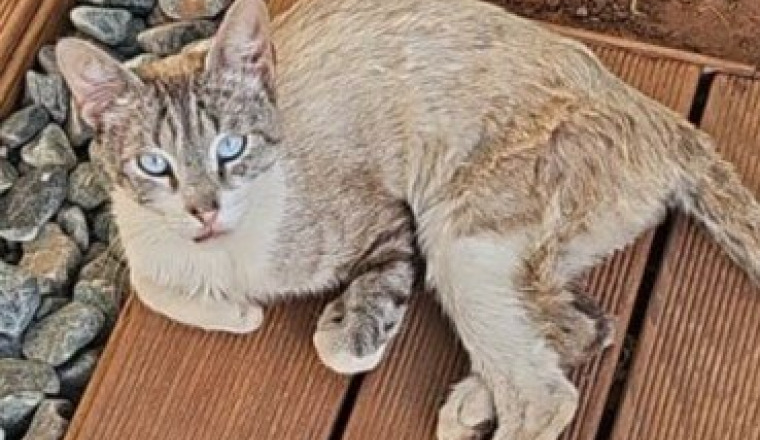Après 3 abandons, aidons Zwino à partir en Europe
