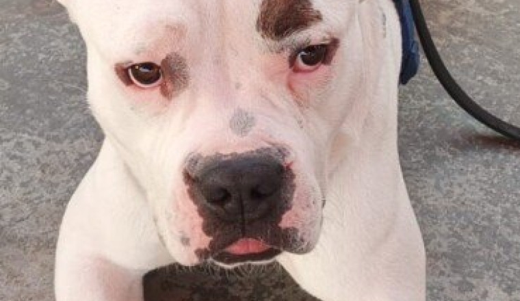 Pension novembre pour Tshaka chien abandonné