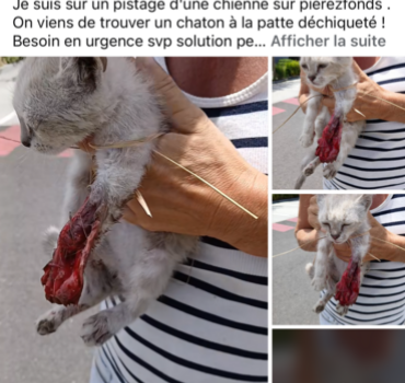 Chaton à la patte ouverte