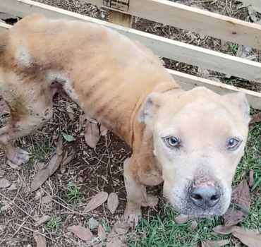Chien, squelettique en survie provisoire