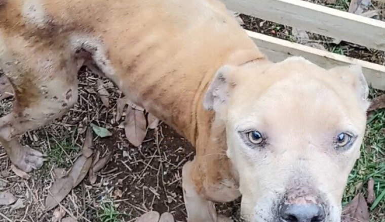 Chien, squelettique en survie provisoire