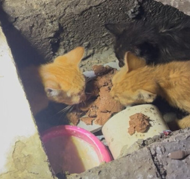 AIDONS KADEK POUR SES 7 CHATONS SAUVÉS