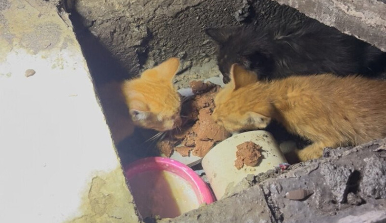 AIDONS KADEK POUR SES 7 CHATONS SAUVÉS