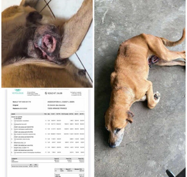 SAUVONS NALA de son CANCER