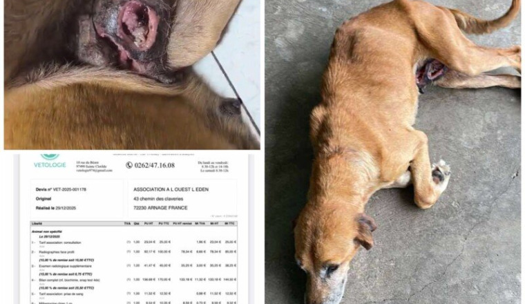 SAUVONS NALA de son CANCER