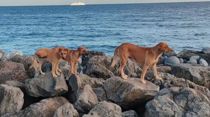 Image justificative de la cagnotte