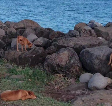 Sauvetage au Port - Maman et 3 chiots