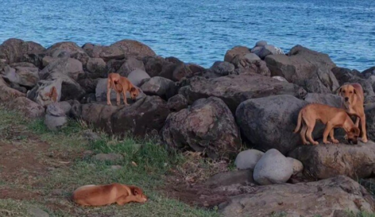 Sauvetage au Port - Maman et 3 chiots