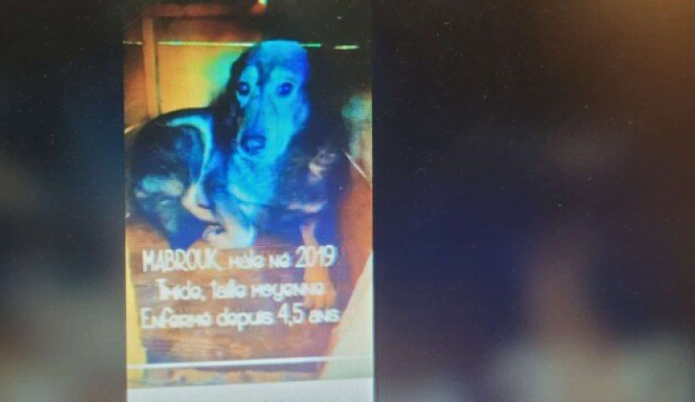 CagnottePourLarrivéeDeMabrouk