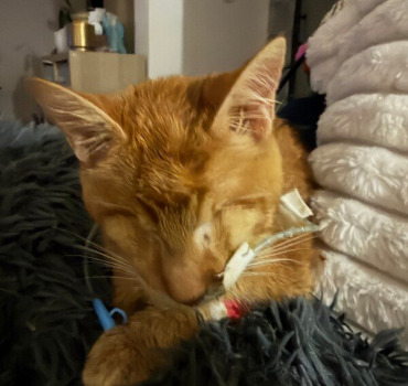 Napoléon chaton aveugle et oreo malformé