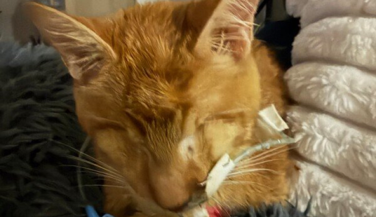 Napoléon chaton aveugle et oreo malformé