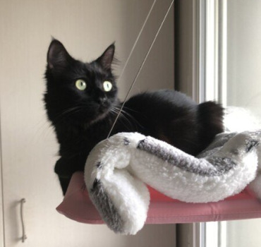 Pour oreo🐈‍⬛🥺
