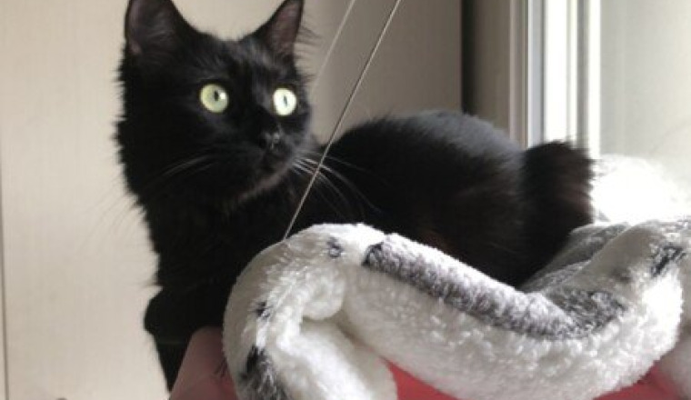 Pour oreo🐈‍⬛🥺