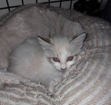 CHATONS MORTS TYPHUS REUNION ET METROPOLE