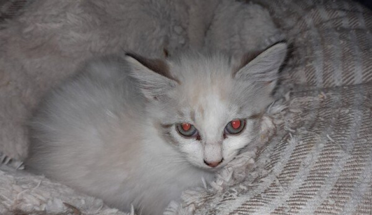 CHATONS MORTS TYPHUS REUNION ET METROPOLE