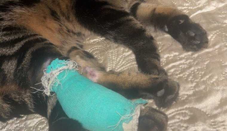Soins avant amputation