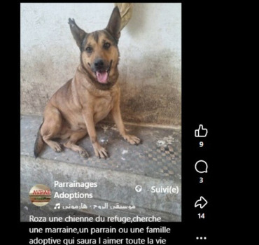 SPECIAL PARRAINAGE  CHIENS ET CHATS  DE KHADIJA